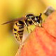 Allergologie / Venerologie
